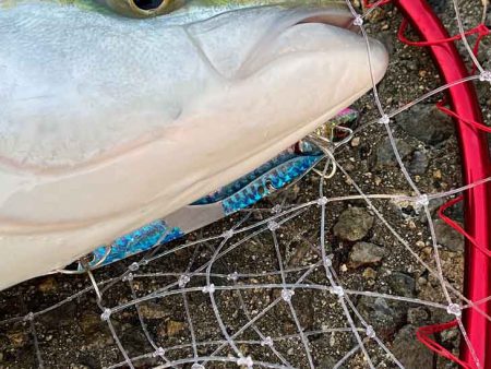 ビッグバッカーHWさえ投げてれば青物釣れる！