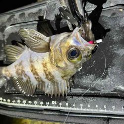 姫路でメバリング調査！渋いなりにワームの特定カラーで激反応！