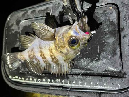 姫路でメバリング調査！渋いなりにワームの特定カラーで激反応！