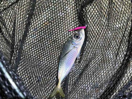 回遊待ちとレンジ合わせで激ムズアジング！イージーシェイカーは激熱！