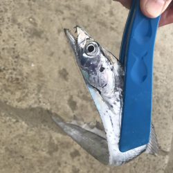 ライトワインドでカマス&太刀魚GET