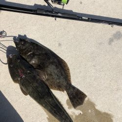 寒くなったらフラットフィッシュゲーム