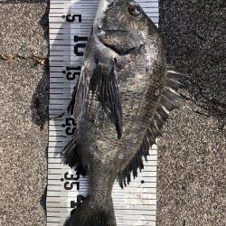 イチノ兄弟(兄)釣果!