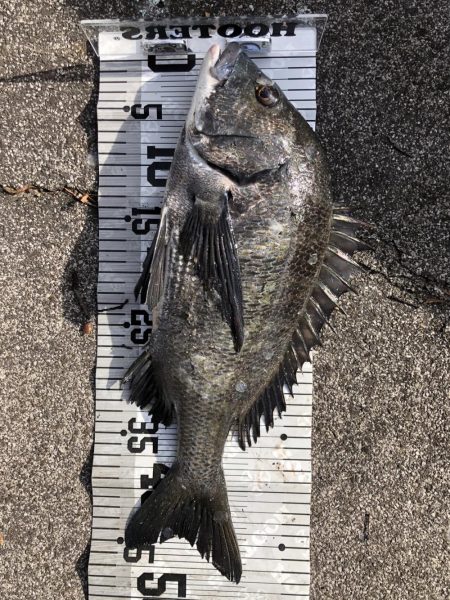 イチノ兄弟(兄)釣果!