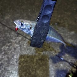 陸っぱり釣行記