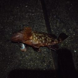 寒い、渋い夜釣り