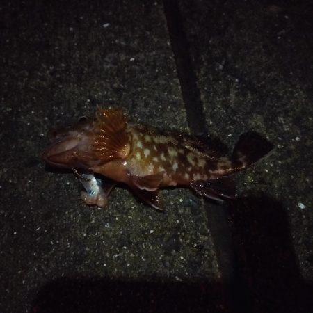 寒い、渋い夜釣り