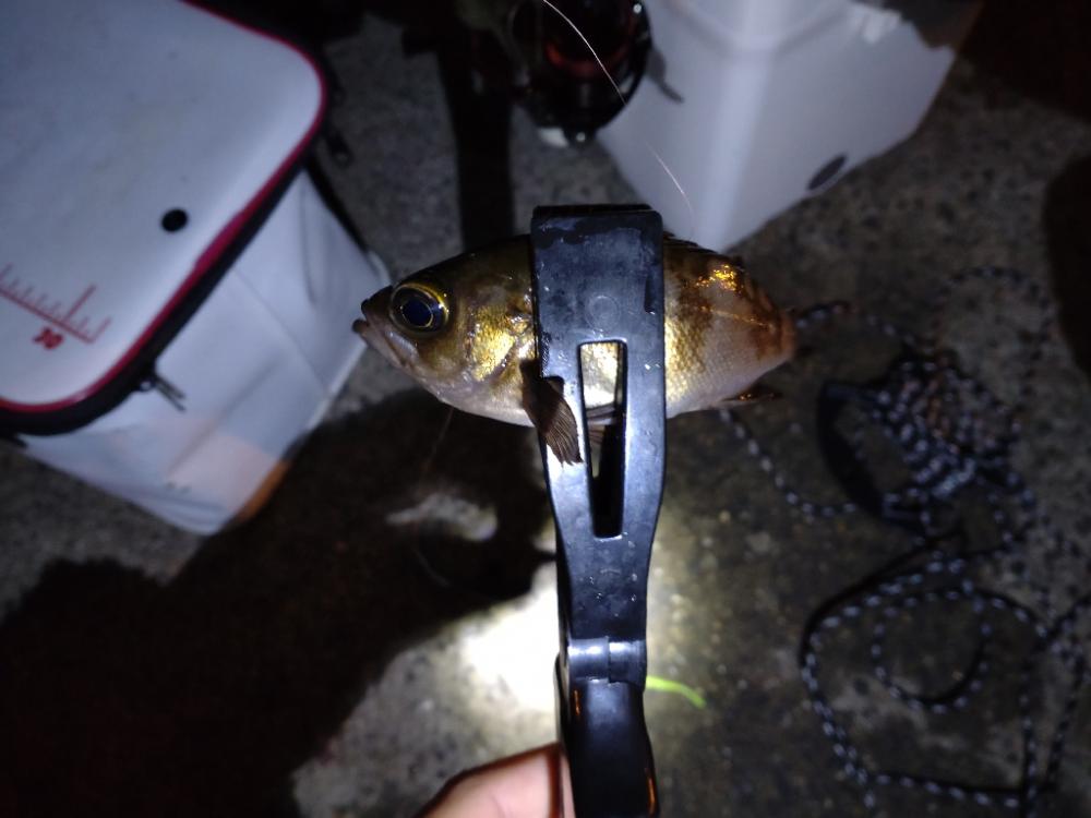 助松埠頭、夜アジング