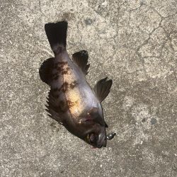 久しぶりのメバリング