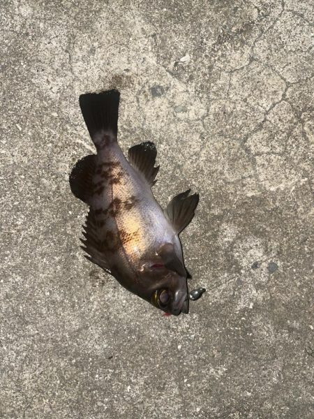 久しぶりのメバリング