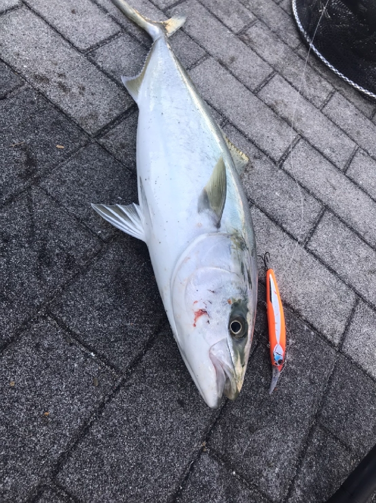 気持ちの良い1匹