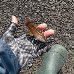 ミニチュアサイズ