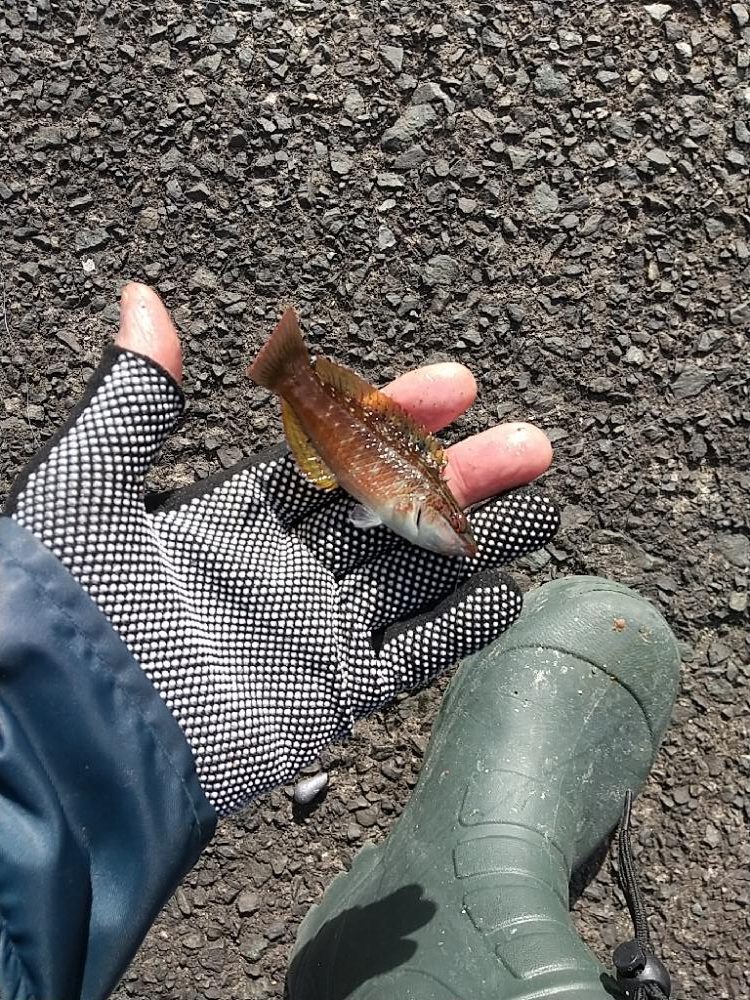 ミニチュアサイズ