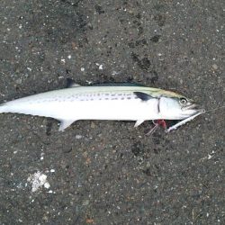 もう少し近ければ…