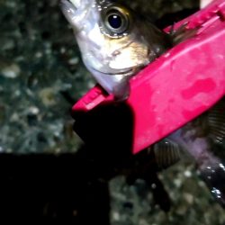 イブにメバルに会いに行きましょう