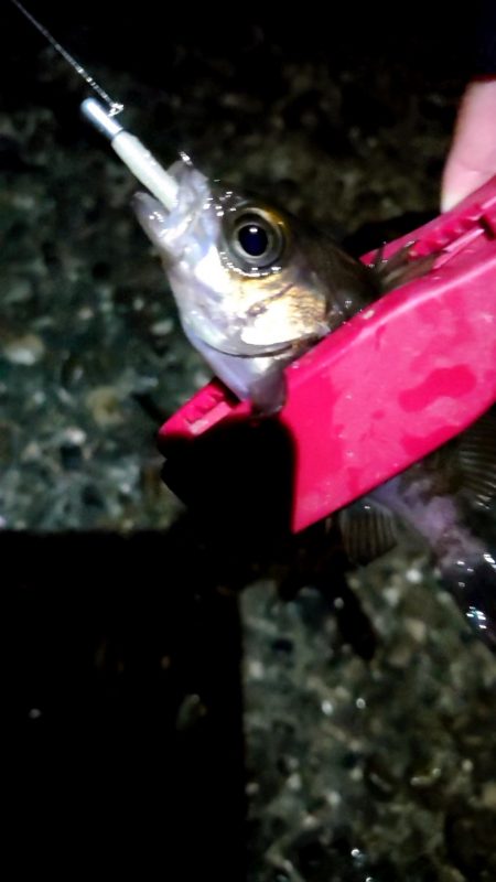 イブにメバルに会いに行きましょう