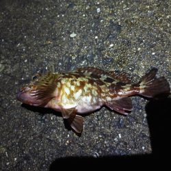 またまたブッコミ釣り