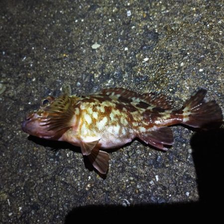 またまたブッコミ釣り