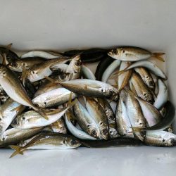 サビキのアジが入れ食い