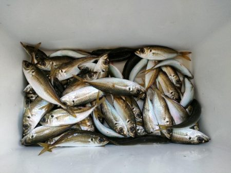 サビキのアジが入れ食い