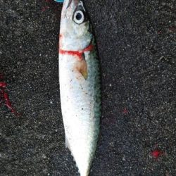 ルアーマンはそろそろ釣り納めですが