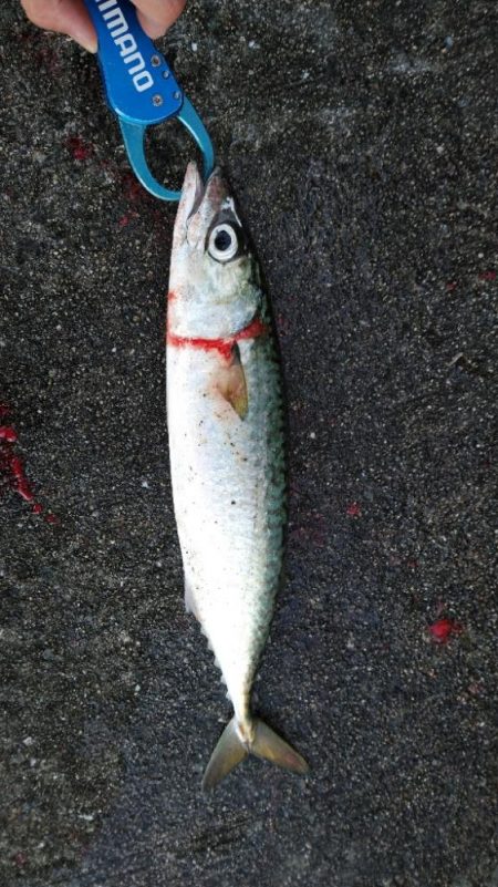 ルアーマンはそろそろ釣り納めですが