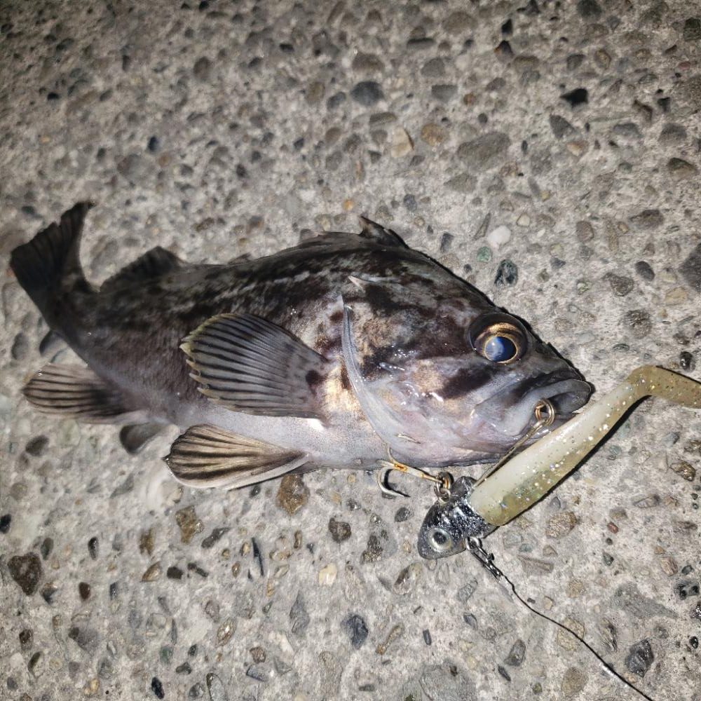 大晦日シーバス！