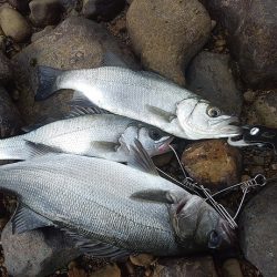 アジング~シーバス