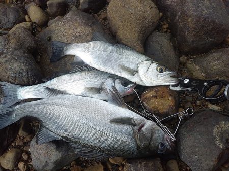 アジング~シーバス