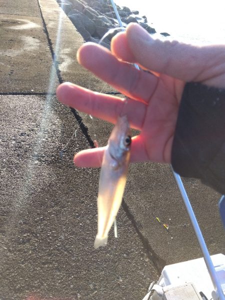 苅屋海岸のキス釣り