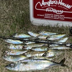 ジグ単de〜アジング!クリスマス明け