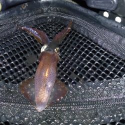 一段と冷え込んできたのでヒイカ