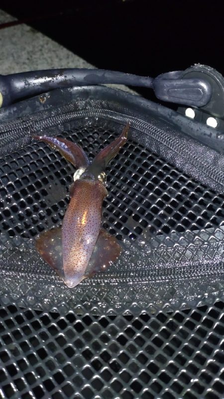 一段と冷え込んできたのでヒイカ