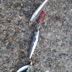 まだ青物の回遊あり