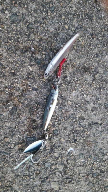 まだ青物の回遊あり