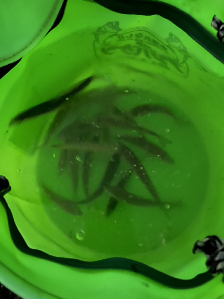 調達指令!でも何かもったいないような気がして・・・