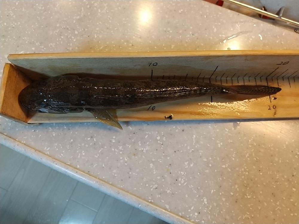 淀川ハゼ釣り～もう1歩！