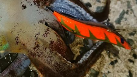 爆風エギングIN対馬