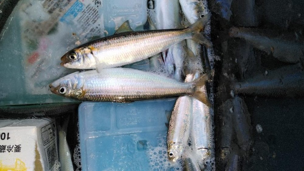 マイワシフィーバー