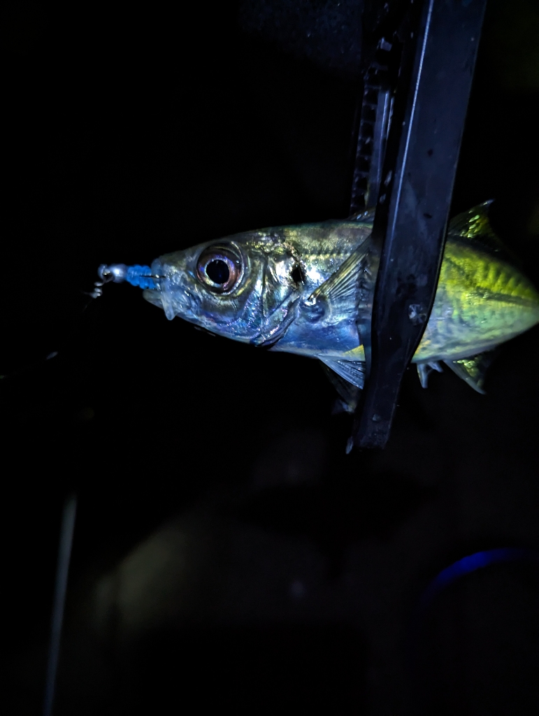 陸っぱり釣行記