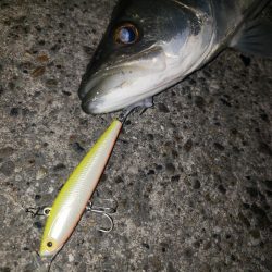 寒いねスズキさん!