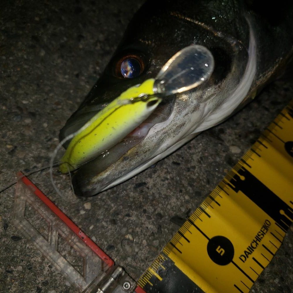 スズキさん、いますか？