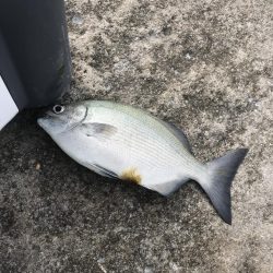 白浜見草地磯でカゴ釣りでグレGET