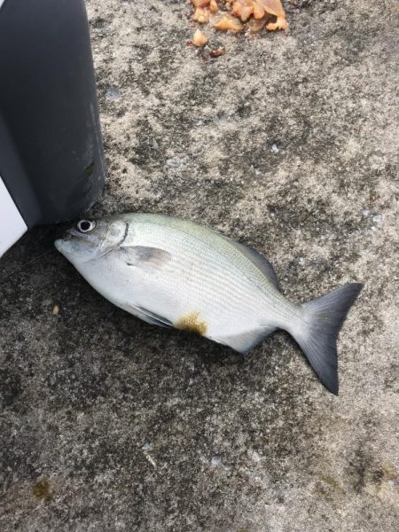 白浜見草地磯でカゴ釣りでグレGET
