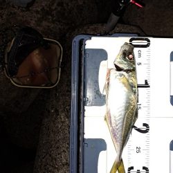 久しぶりのでかアジ