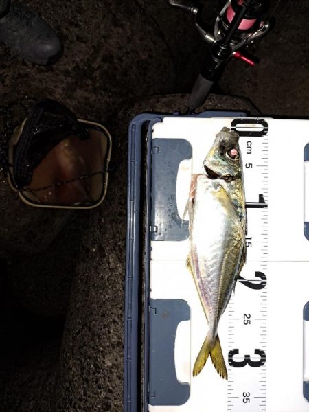 久しぶりのでかアジ