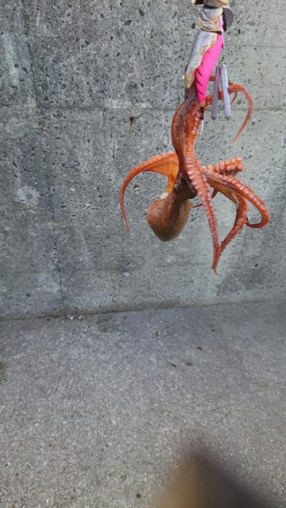 釣り納めのタコ