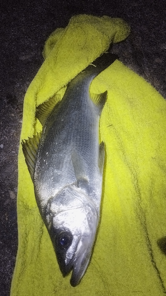 鈴木さん、初めまして