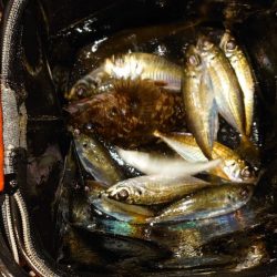 噂の状況を確認に行く