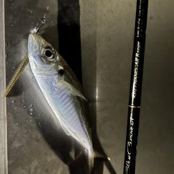 夫婦で釣りに行ってきました